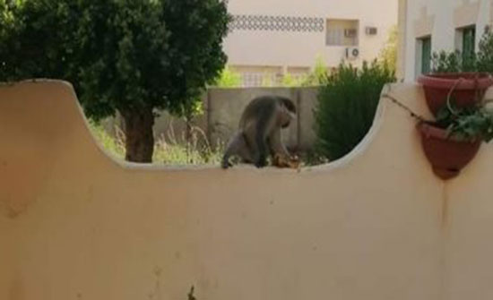 صور: .قرود هاربة وسط مدينة أسوان.. و"الطب البيطرى" يبحث عن مصدرها صور: .قرود هاربة وسط مدينة أسوان.. و"الطب البيطرى" يبحث عن مصدرها
