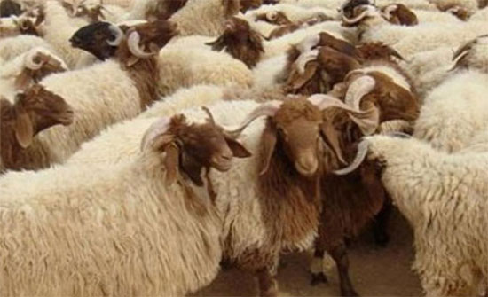 حكم استدانة ثمن الأضحية حكم استدانة ثمن الأضحية