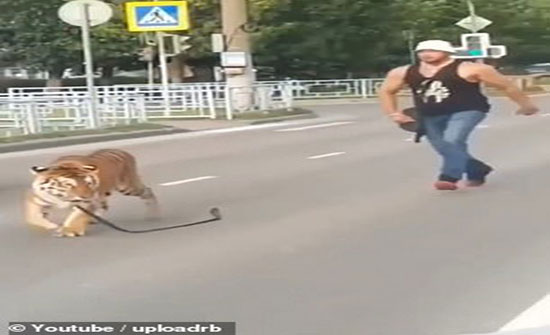 صور : نمر يهرب من صاحبه وسط شوارع روسيا صور : نمر يهرب من صاحبه وسط شوارع روسيا