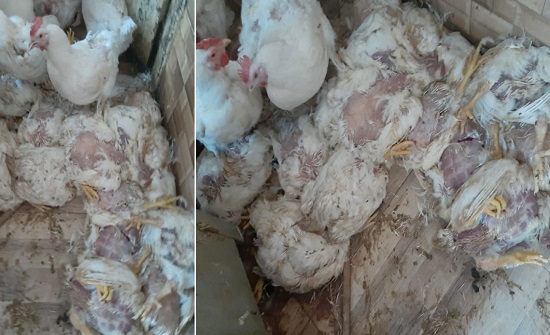 إغلاق محل لبيع الدواجن في مادبا يضع الحي مع النافق إغلاق محل لبيع الدواجن في مادبا يضع الحي مع النافق
