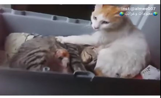 بالفيديو.. هرّ يثير ضجة بسبب رد فعله بعد ولادة زوجته! بالفيديو.. هرّ يثير ضجة بسبب رد فعله بعد ولادة زوجته!