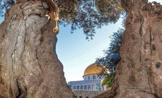 صورة : شجرة زيتون فلسطينية عمرها اكبر من عمر امريكا صورة : شجرة زيتون فلسطينية عمرها اكبر من عمر امريكا