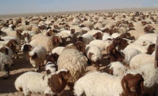 المفرق تصدر 263 ألف راس من الخراف الى الاسواق الخليجية المفرق تصدر 263 ألف راس من الخراف الى الاسواق الخليجية