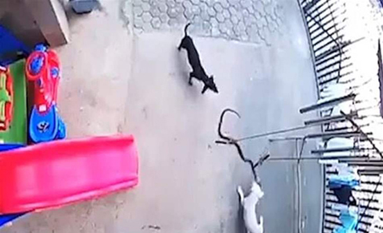 "ملحمة بطولية".. كلبان يواجهان "كوبرا" لإنقاذ طفلة من أنيابها! (فيديو) "ملحمة بطولية".. كلبان يواجهان "كوبرا" لإنقاذ طفلة من أنيابها! (فيديو)
