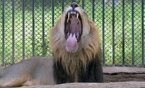 أسد يوقع طفلة في حالة حرجة... وهذا سر الهجوم أسد يوقع طفلة في حالة حرجة... وهذا سر الهجوم