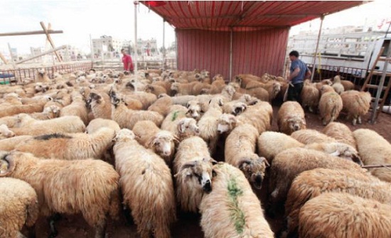 عمان .. 26641 أضحية أول أيام العيد في مواقع بيع وذبح الاضاحي عمان .. 26641 أضحية أول أيام العيد في مواقع بيع وذبح الاضاحي