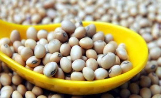 فوائد الصويا مذهلة.. وهذه 4 أسباب تدعوك لتناولها يومياً! فوائد الصويا مذهلة.. وهذه 4 أسباب تدعوك لتناولها يومياً!