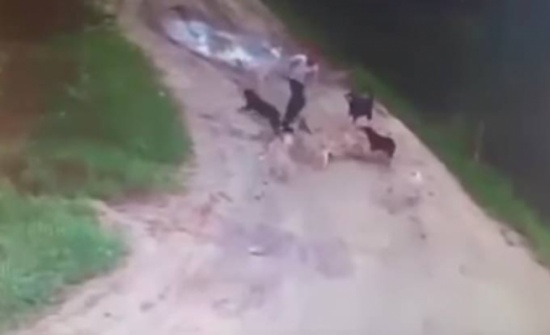 فيديو....مرعب لكلاب ضالة تنهش رجلاً حتى الموت! فيديو....مرعب لكلاب ضالة تنهش رجلاً حتى الموت!
