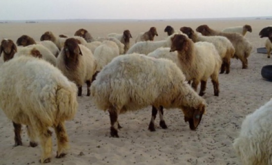 الأغوار : دعوة مربي الماشية لزيادة مشارب مواشيهم وتجنيبها اشعة الشمس الأغوار : دعوة مربي الماشية لزيادة مشارب مواشيهم وتجنيبها اشعة الشمس