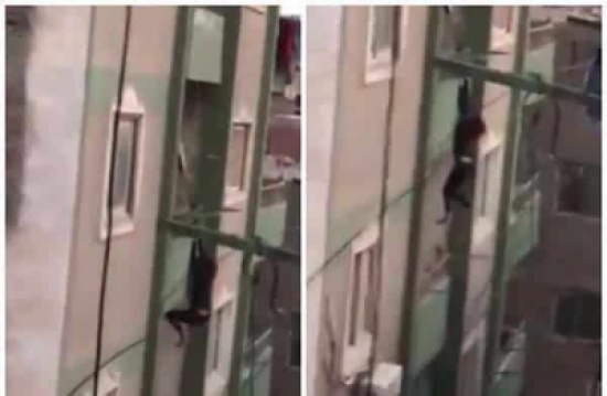 شاهد: لحظة سقوط خادمة إثيوبية من الطابق السابع في مصر شاهد: لحظة سقوط خادمة إثيوبية من الطابق السابع في مصر