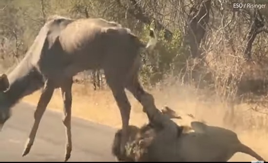 فيديو: لحظة اصطياد أسد لظبي ضخم أمام أعين السياح في رحلة سفاري فيديو: لحظة اصطياد أسد لظبي ضخم أمام أعين السياح في رحلة سفاري