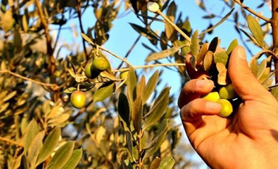 (جوبيا): مشاركة الطلبة في قطاف الزيتون سيوفر 40% من التكاليف (جوبيا): مشاركة الطلبة في قطاف الزيتون سيوفر 40% من التكاليف