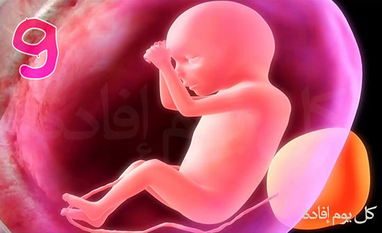 التغذية السليمة للجنين في الشهر التاسع التغذية السليمة للجنين في الشهر التاسع