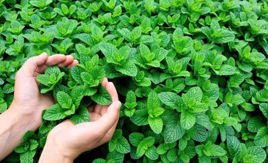 ما خطورة ورق النعناع على الرجال ما خطورة ورق النعناع على الرجال