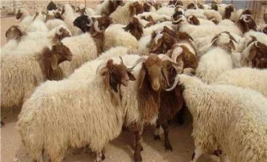 الافتاء..حكم بيع دماء الأضاحي الافتاء..حكم بيع دماء الأضاحي