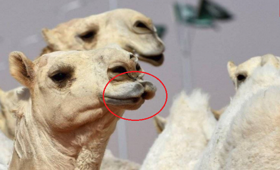 إستبعاد 12 إبل من مهرجان الملك عبد العزيز بسبب البوتوكس إستبعاد 12 إبل من مهرجان الملك عبد العزيز بسبب البوتوكس