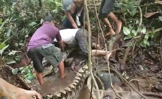 بالفيديو : معركة مميتة بين صيادين وثعبان ضخم طوله 8 أمتار بالفيديو : معركة مميتة بين صيادين وثعبان ضخم طوله 8 أمتار