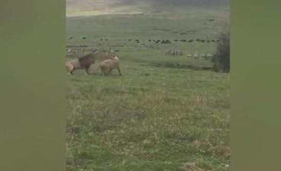 كلب يهاجم أسدا ويتركه مذعورا (فيديو وصور) كلب يهاجم أسدا ويتركه مذعورا (فيديو وصور)