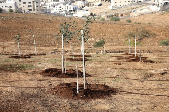 الأمانة تفتتح المرحلة الثانية من متنزه خالد بن الوليد في منطقة ماركا الأمانة تفتتح المرحلة الثانية من متنزه خالد بن الوليد في منطقة ماركا