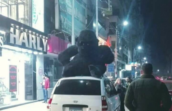 شاب يهدي حبيبته «غوريلا» احتفالا بعيد الحب (صور) شاب يهدي حبيبته «غوريلا» احتفالا بعيد الحب (صور)