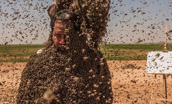 صور مخيفة : سعودي يحاول كسر رقم غينيس بـ"عباءة نحل" صور مخيفة : سعودي يحاول كسر رقم غينيس بـ"عباءة نحل"