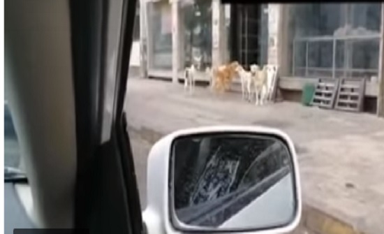 القبض على شاب ادخل " كلاب " على مخبز في العقبة وتسبب باغلاقه القبض على شاب ادخل " كلاب " على مخبز في العقبة وتسبب باغلاقه