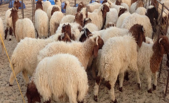 مواطنون يدعون البلديات لمتابعة حظائر الاضاحي صحيا مواطنون يدعون البلديات لمتابعة حظائر الاضاحي صحيا