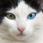 173583.gif
