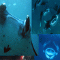 Untitled-1.gif