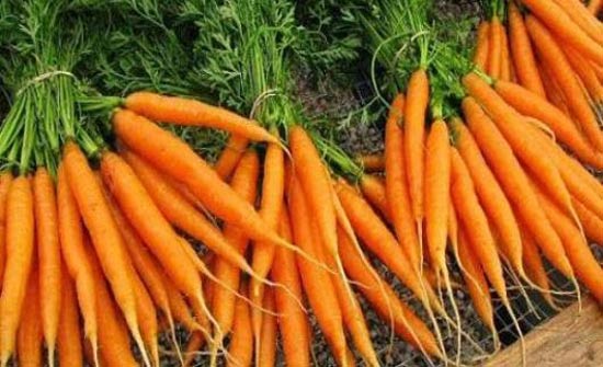 11 حقيقة مذهلة عن الجزر ستجعلكم تدمنون تناوله! 11 حقيقة مذهلة عن الجزر ستجعلكم تدمنون تناوله!
