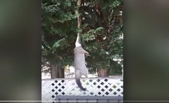 ثعبان يتدلى من شجرة لسحب فريسته في مشهد مرعب (فيديو) ثعبان يتدلى من شجرة لسحب فريسته في مشهد مرعب (فيديو)