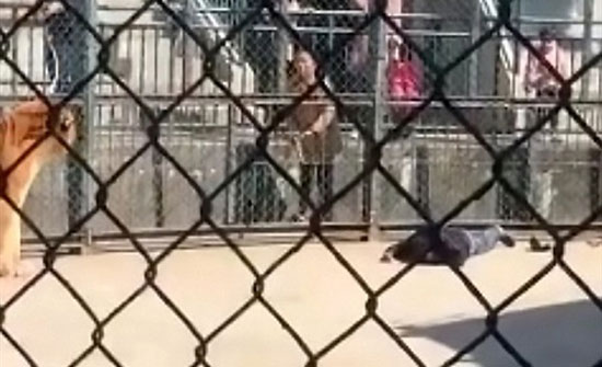 شاهد .. نمر ينهش مدربه حتى الموت داخل القفص شاهد .. نمر ينهش مدربه حتى الموت داخل القفص