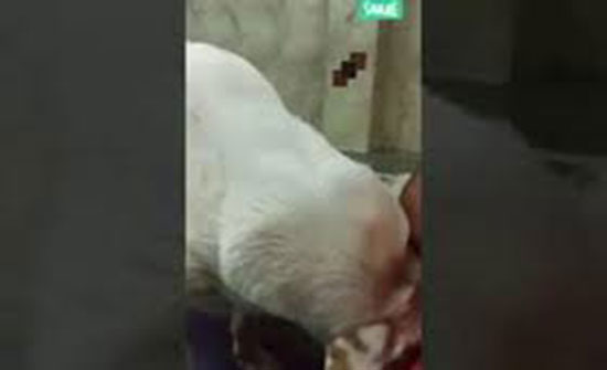 لقطات مؤثرة لكلب يغني داخل أحد المعابد الهندوسية (فيديو) لقطات مؤثرة لكلب يغني داخل أحد المعابد الهندوسية (فيديو)