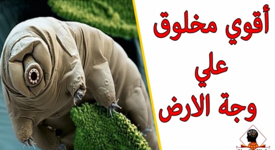 بالفيديو...تعرف على أقوى مخلوق على وجه الأرض..لن تصدق ما ستراه بالفيديو...تعرف على أقوى مخلوق على وجه الأرض..لن تصدق ما ستراه