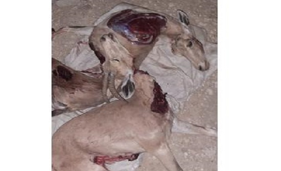 الكرك :ضبط 3 صيادين اصطادوا ماعز جبلي الكرك :ضبط 3 صيادين اصطادوا ماعز جبلي