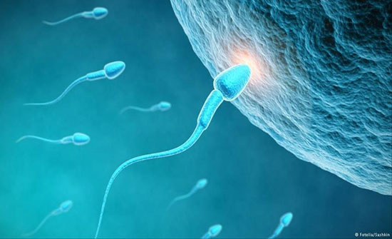 صغر الخصيتين وتشوه الحيامن.. بعض أضرار قلة النوم على الرجل صغر الخصيتين وتشوه الحيامن.. بعض أضرار قلة النوم على الرجل