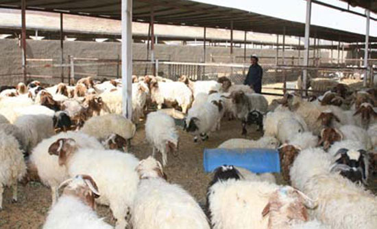 مطالب بتشديد الرقابة على حظائر الاضاحي مطالب بتشديد الرقابة على حظائر الاضاحي