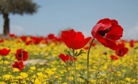تعرف على الحالة الجوية في الأردن خلال الاسبوع القادم ... تعرف على الحالة الجوية في الأردن خلال الاسبوع القادم ...