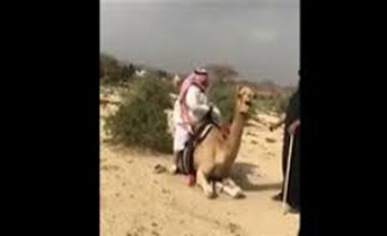 موقف محرج لرجل بدين أثناء اعتلاء ظهر ناقة (فيديو) موقف محرج لرجل بدين أثناء اعتلاء ظهر ناقة (فيديو)