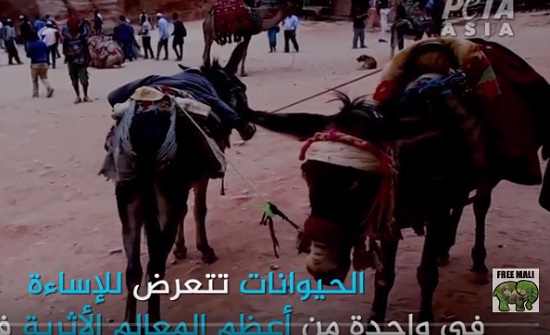 شاهد بالفيديو : ضرب الخيول والحمير في البترا يغضب منظمات حقوق الحيوان شاهد بالفيديو : ضرب الخيول والحمير في البترا يغضب منظمات حقوق الحيوان