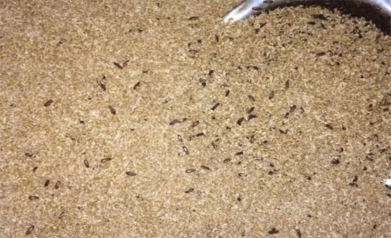 الجمــارك تحبط محاولة ادخال (92) طن طحين متعفن الجمــارك تحبط محاولة ادخال (92) طن طحين متعفن