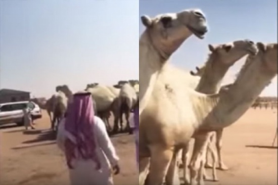بالفيديو: لحظة بيع ناقة بـ مليون و300 ألف ريال بالفيديو: لحظة بيع ناقة بـ مليون و300 ألف ريال