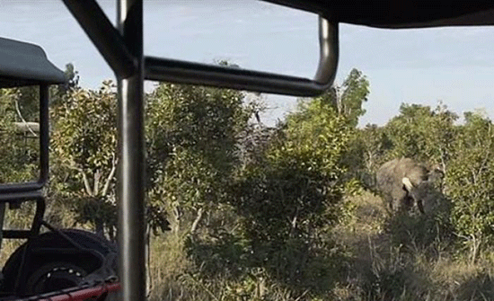 لبؤة تهاجم فيلا ضخما وتحاول افتراسه (فيديو) لبؤة تهاجم فيلا ضخما وتحاول افتراسه (فيديو)