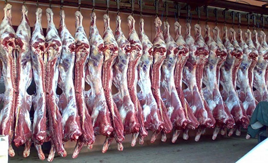 8560 رأس غنم ذبحيات مسلخ امانة عمان أيام عيد الاضحى المبارك 8560 رأس غنم ذبحيات مسلخ امانة عمان أيام عيد الاضحى المبارك