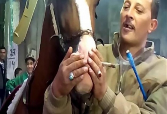 بالفيديو : هذا ما حدث للحصان بعد إجبارة على شرب الحشيش ! بالفيديو : هذا ما حدث للحصان بعد إجبارة على شرب الحشيش !