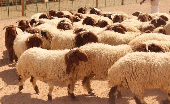 الشحاحدة: لن نسمح بتجاوز أسعار الأضاحي لحدودها المعقولة الشحاحدة: لن نسمح بتجاوز أسعار الأضاحي لحدودها المعقولة