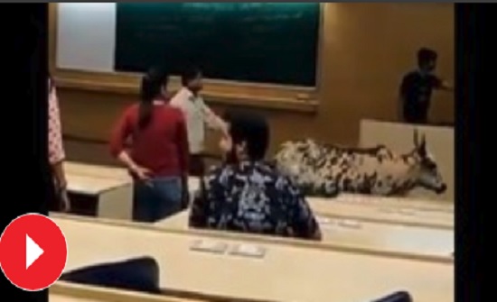 بقرة تقتحم محاضرة داخل جامعة في بومباي (فيديو) بقرة تقتحم محاضرة داخل جامعة في بومباي (فيديو)