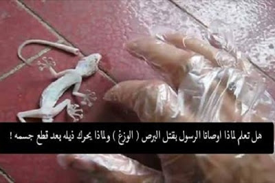 لماذا أمرنا النبي صلى الله عليه وسلم بقتل أبو بريص " الوزغ " ولماذا يحرك ذيله بعد قطعه ؟ لماذا أمرنا النبي صلى الله عليه وسلم بقتل أبو بريص " الوزغ " ولماذا يحرك ذيله بعد قطعه ؟