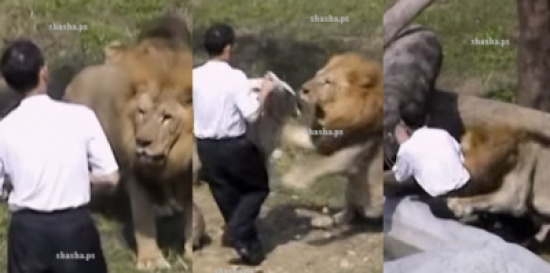 بالفيديو: رجل مخمور يقفز داخل قفص اسود و ما حدث كان كارثة! بالفيديو: رجل مخمور يقفز داخل قفص اسود و ما حدث كان كارثة!