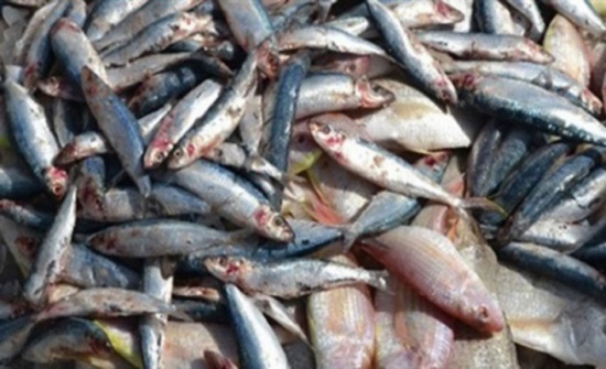 اتلاف ربع طن من الأسماك الفاسدة في اربد اتلاف ربع طن من الأسماك الفاسدة في اربد